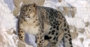 Охоронний статус сніжного барса змінили із "зникаючого" на "вразливий"
